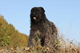 BOUVIER DES FLANDRES 277
